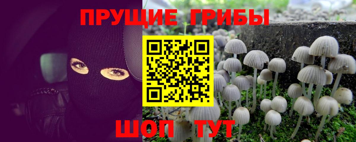 Галлюциногенные грибы Psilocybe Пушкино